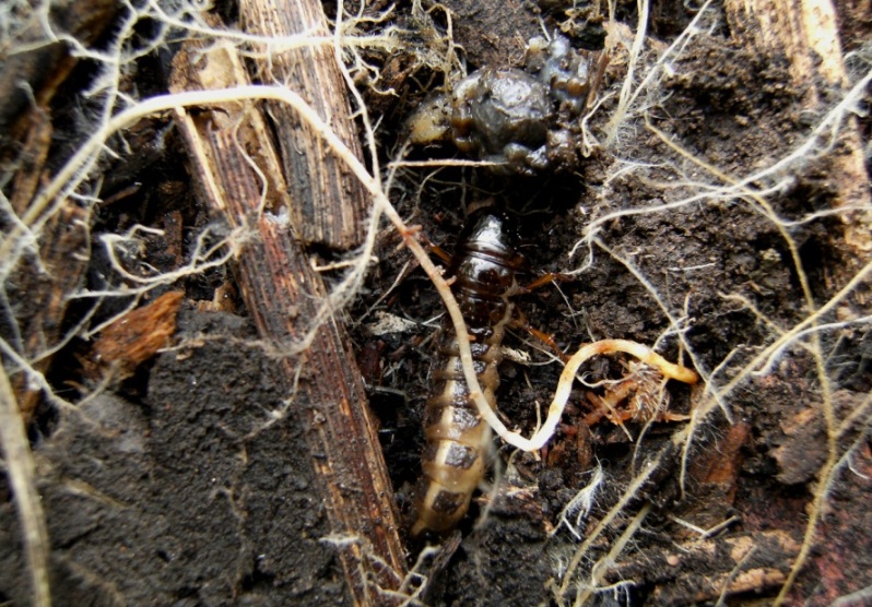 Larva di...??? Ocypus cfr. olens